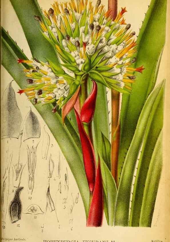 Reproducción/Reproduction 49133653601: Belgique horticole.. Liége.. 