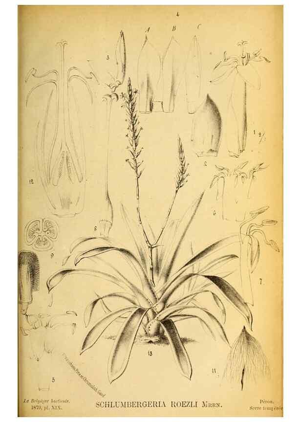 Reproducción/Reproduction 49133846152: Belgique horticole.. Liége.. 