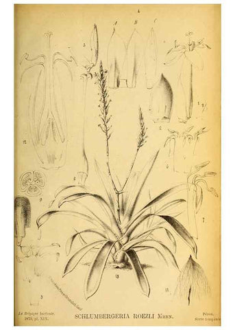 Reproducción/Reproduction 49133846152: Belgique horticole.. Liége.. 