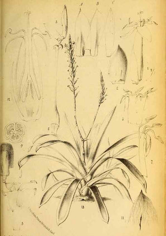 Reproducción/Reproduction 49133846152: Belgique horticole.. Liége.. 
