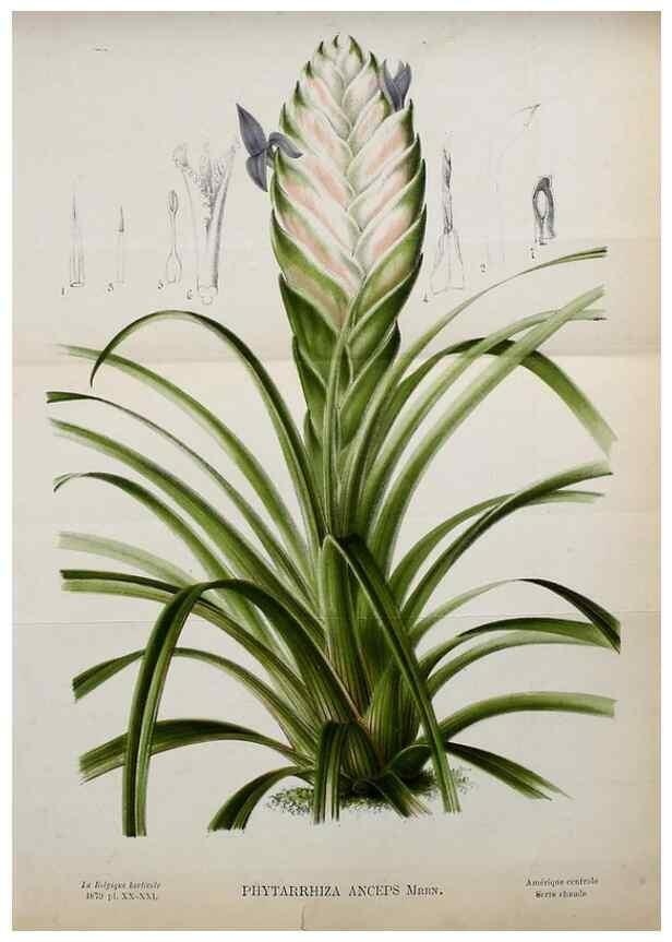 Reproducción/Reproduction 49133654336: Belgique horticole.. Liége.. 