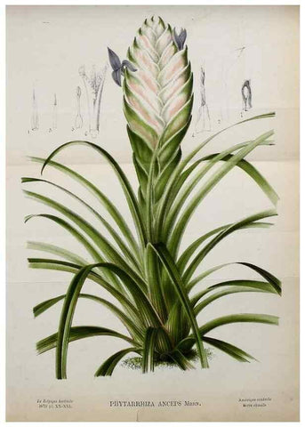 Reproducción/Reproduction 49133654336: Belgique horticole.. Liége.. 
