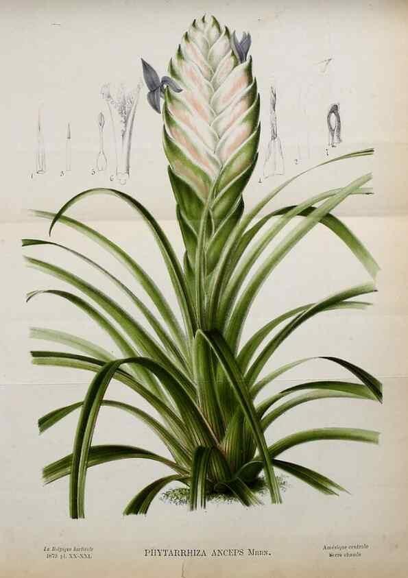 Reproducción/Reproduction 49133654336: Belgique horticole.. Liége.. 