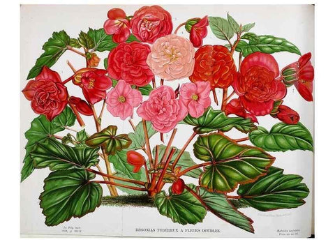 Reproducción/Reproduction 49133156848: Belgique horticole.. Liége.. 