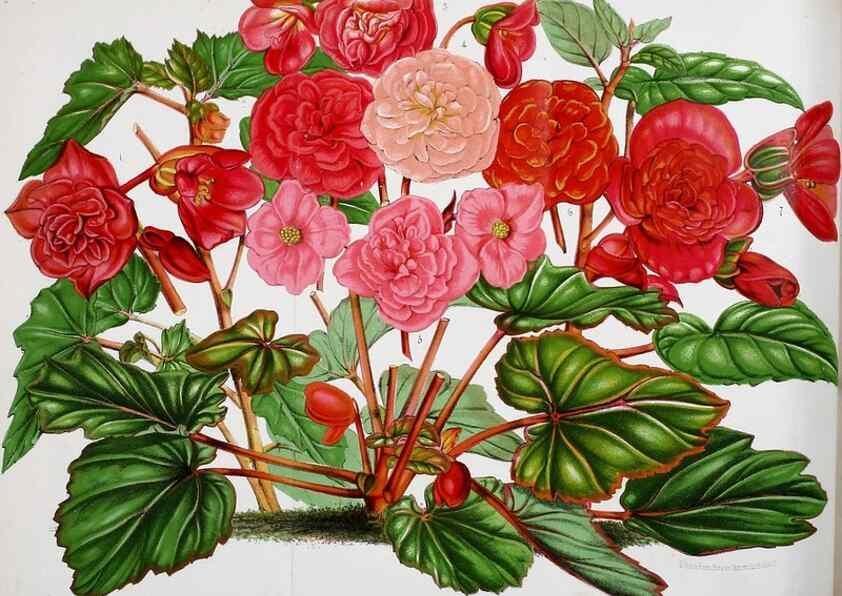 Reproducción/Reproduction 49133156848: Belgique horticole.. Liége.. 