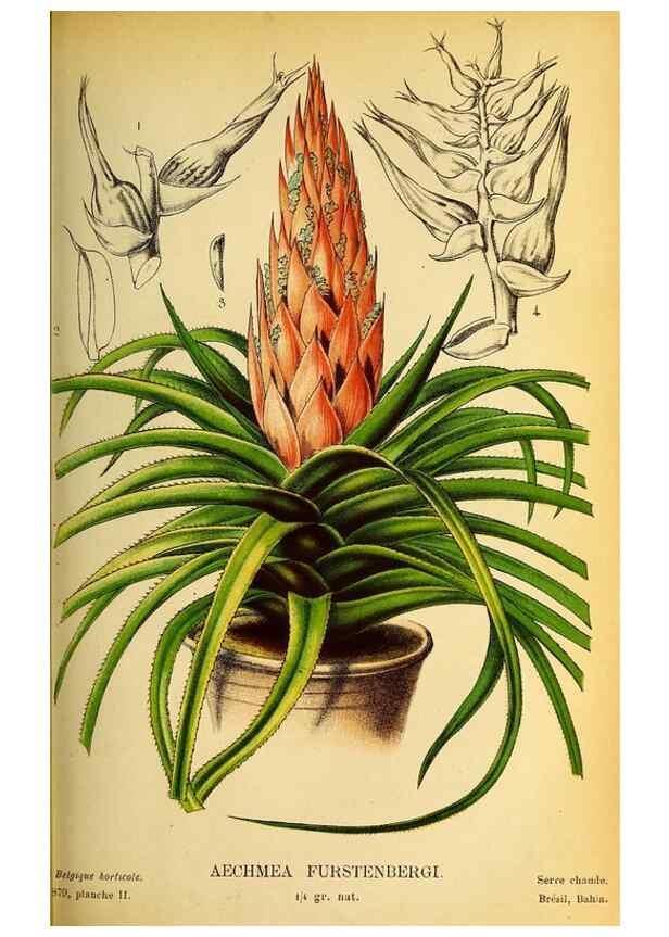 Reproducción/Reproduction 49133839022: Belgique horticole.. Liége.. 