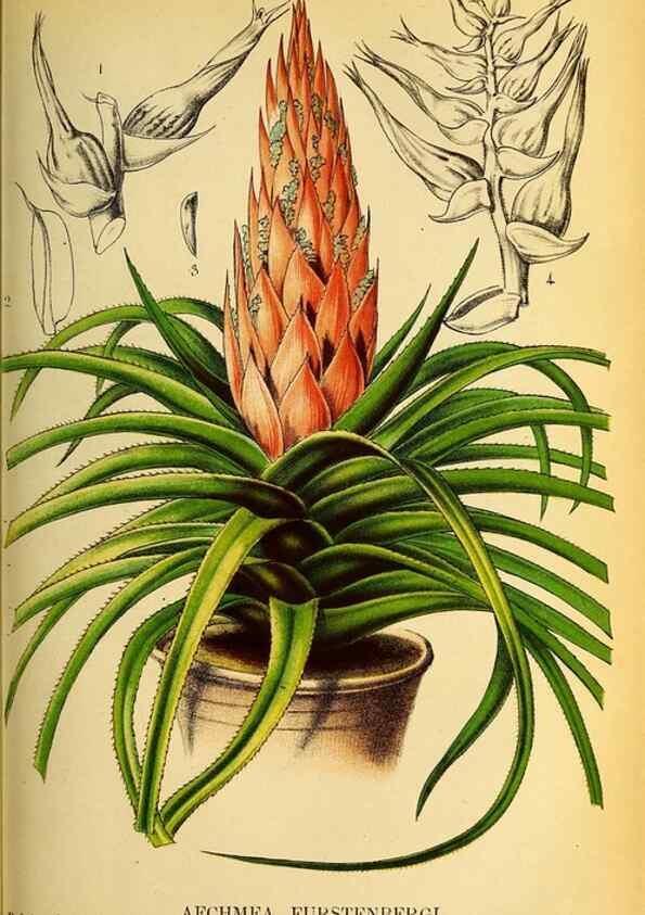 Reproducción/Reproduction 49133839022: Belgique horticole.. Liége.. 