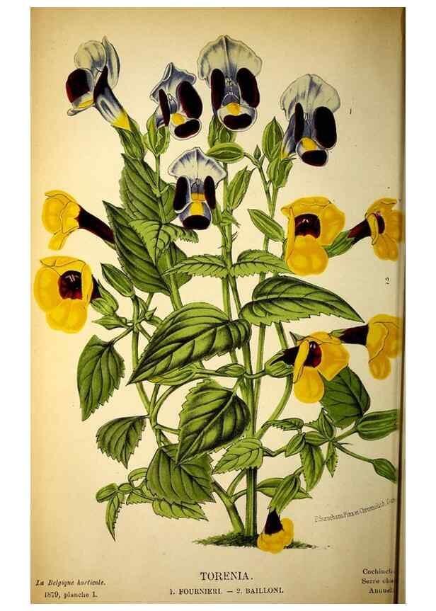 Reproducción/Reproduction 49133838657: Belgique horticole.. Liége.. 