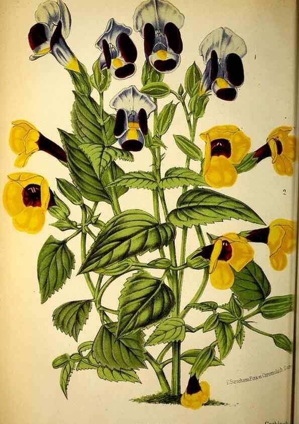 Reproducción/Reproduction 49133838657: Belgique horticole.. Liége.. 