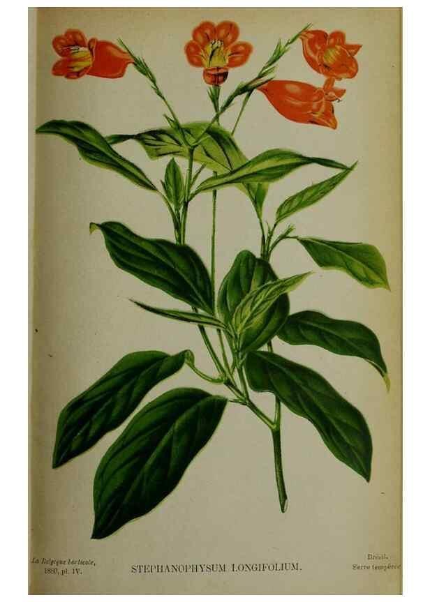 Reproducción/Reproduction 49132637372: Belgique horticole.. Liége.. 