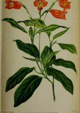 Reproducción/Reproduction 49132637372: Belgique horticole.. Liége.. 