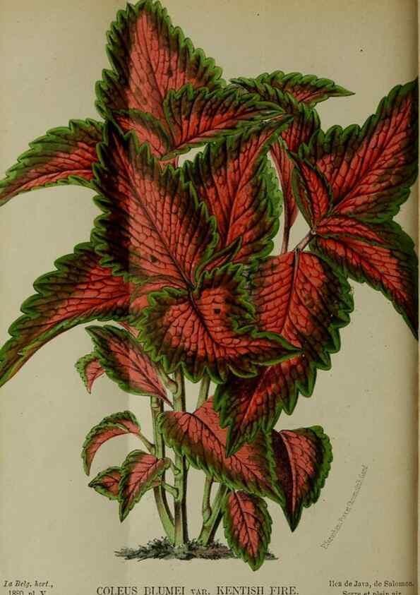 Reproducción/Reproduction 49131957618: Belgique horticole.. Liége.. 
