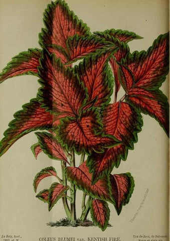 Reproducción/Reproduction 49131957618: Belgique horticole.. Liége.. 