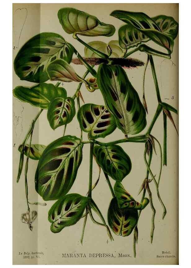Reproducción/Reproduction 49132451331: Belgique horticole.. Liége.. 
