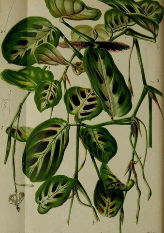 Reproducción/Reproduction 49132451331: Belgique horticole.. Liége.. 