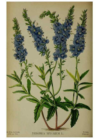Reproducción/Reproduction 49132451681: Belgique horticole.. Liége.. 