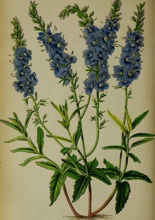 Reproducción/Reproduction 49132451681: Belgique horticole.. Liége.. 