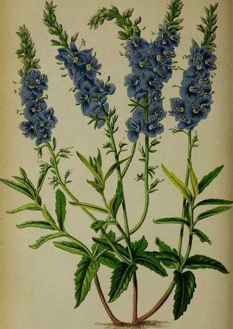 Reproducción/Reproduction 49132451681: Belgique horticole.. Liége.. 