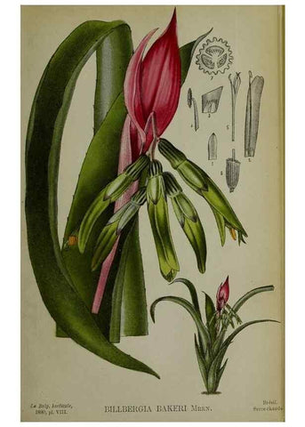 Reproducción/Reproduction 49132451931: Belgique horticole.. Liége.. 
