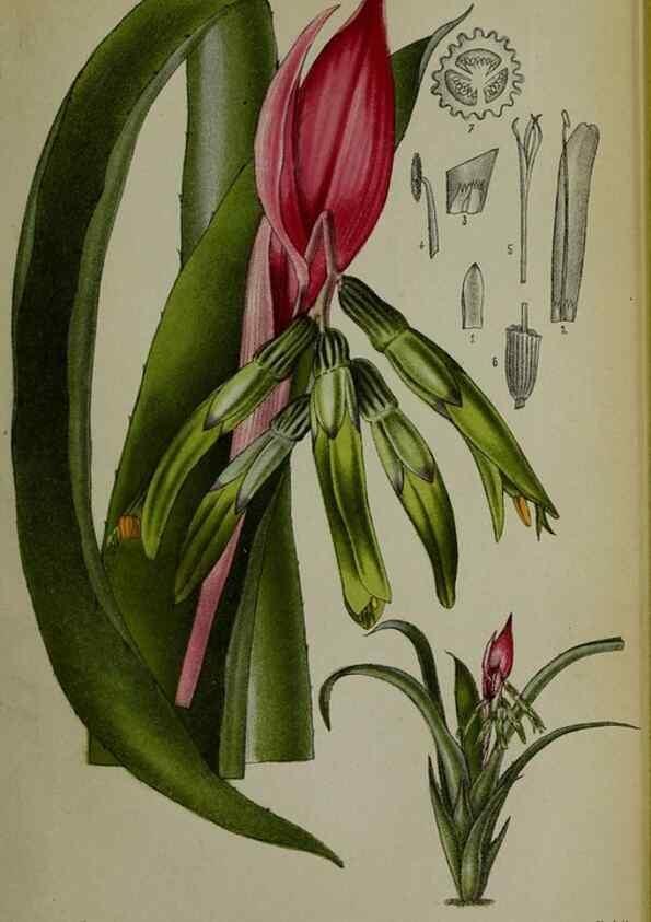 Reproducción/Reproduction 49132451931: Belgique horticole.. Liége.. 