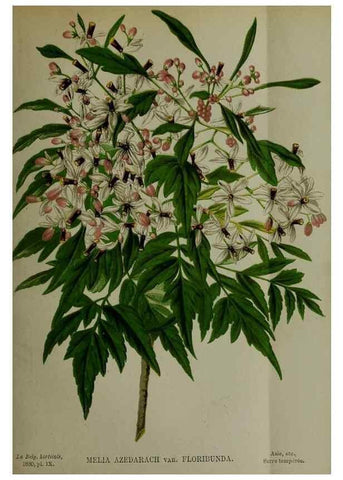 Reproducción/Reproduction 49132638827: Belgique horticole.. Liége.. 