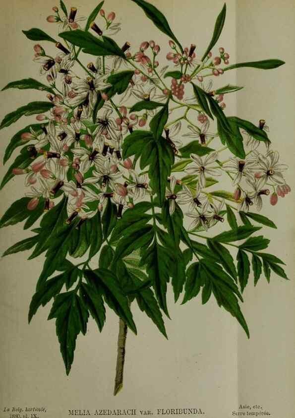 Reproducción/Reproduction 49132638827: Belgique horticole.. Liége.. 