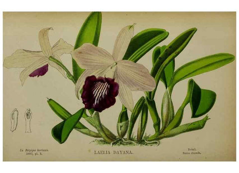 Reproducción/Reproduction 49132452566: Belgique horticole.. Liége.. 