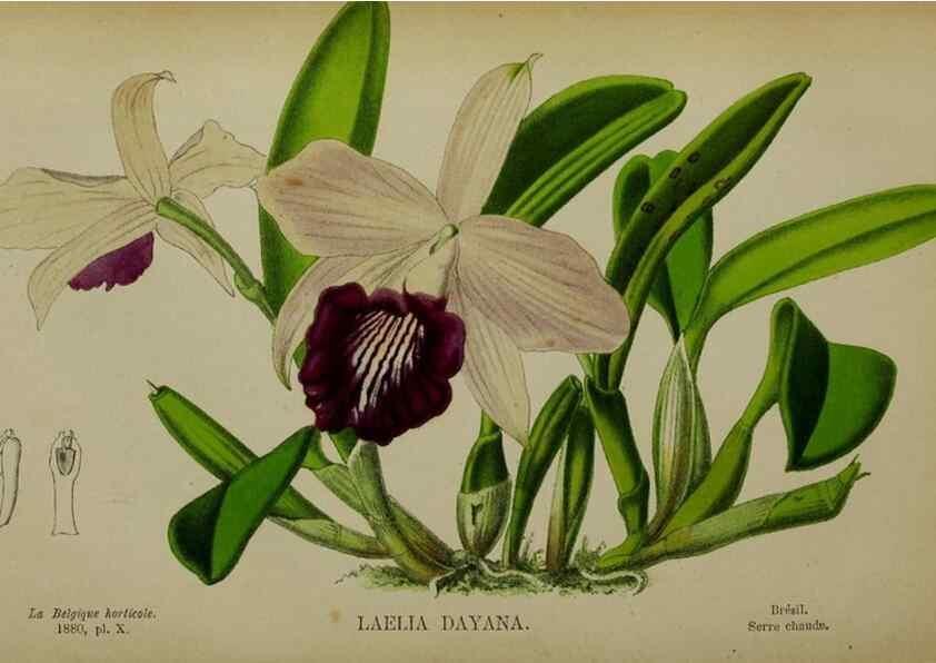 Reproducción/Reproduction 49132452566: Belgique horticole.. Liége.. 