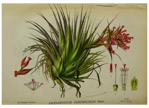 Reproducción/Reproduction 49132452961: Belgique horticole.. Liége.. 