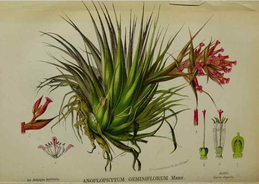 Reproducción/Reproduction 49132452961: Belgique horticole.. Liége.. 