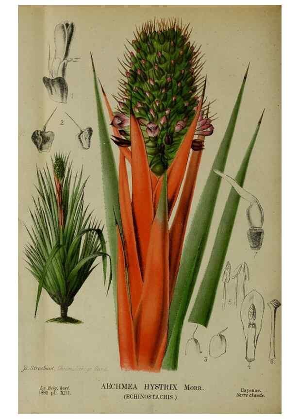 Reproducción/Reproduction 49132640272: Belgique horticole.. Liége.. 