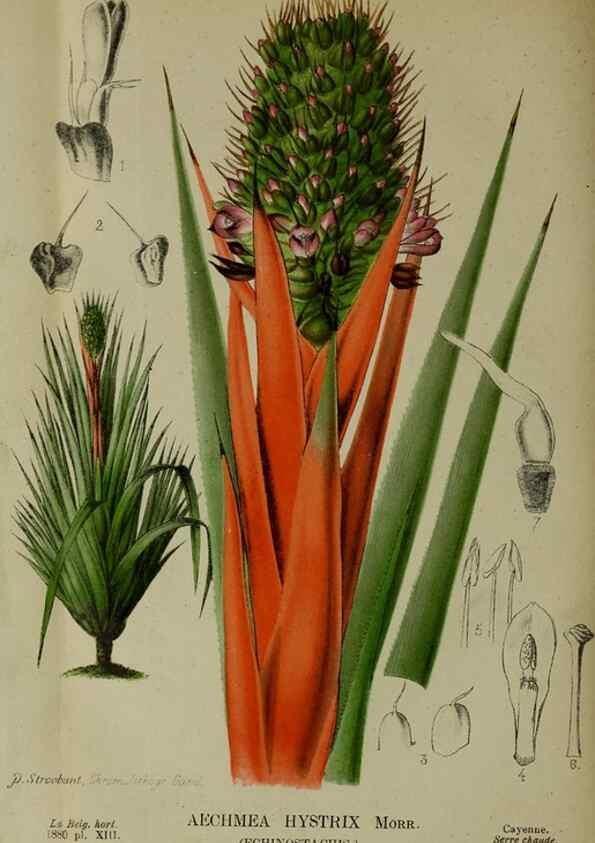 Reproducción/Reproduction 49132640272: Belgique horticole.. Liége.. 