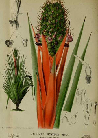 Reproducción/Reproduction 49132640272: Belgique horticole.. Liége.. 