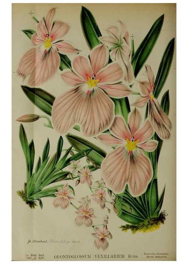 Reproducción/Reproduction 49132640552: Belgique horticole.. Liége.. 