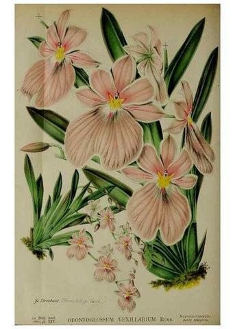 Reproducción/Reproduction 49132640552: Belgique horticole.. Liége.. 
