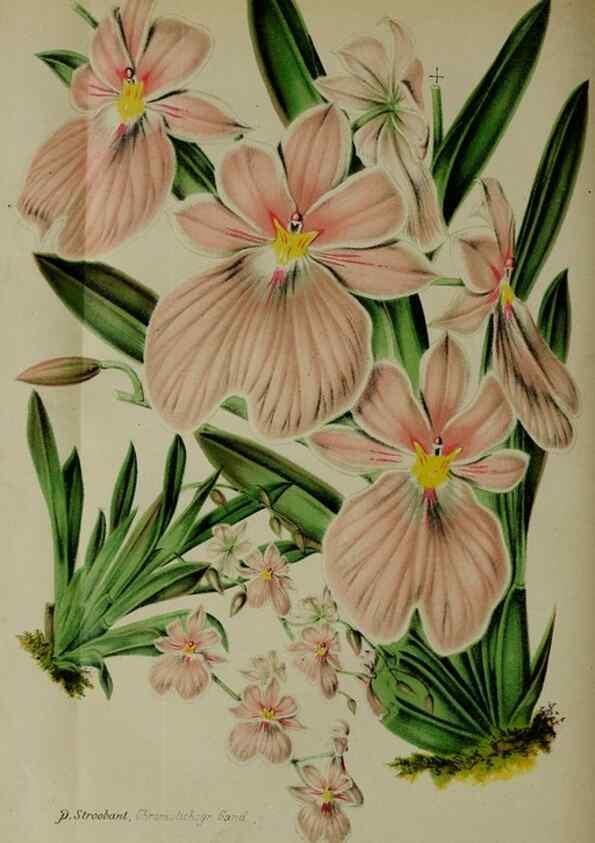 Reproducción/Reproduction 49132640552: Belgique horticole.. Liége.. 