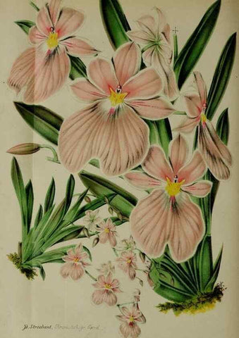 Reproducción/Reproduction 49132640552: Belgique horticole.. Liége.. 
