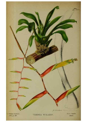 Reproducción/Reproduction 49131960973: Belgique horticole.. Liége.. 