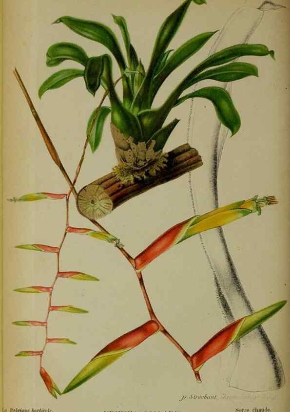 Reproducción/Reproduction 49131960973: Belgique horticole.. Liége.. 