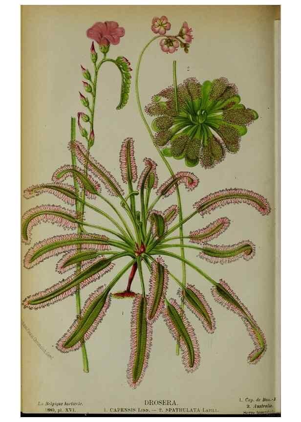 Reproducción/Reproduction 49132641312: Belgique horticole.. Liége.. 