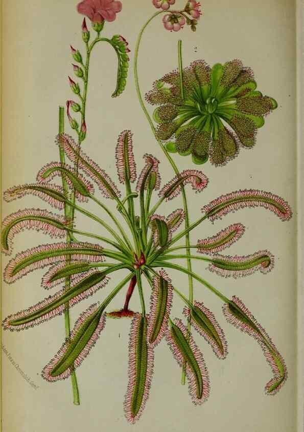 Reproducción/Reproduction 49132641312: Belgique horticole.. Liége.. 