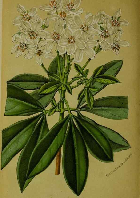 Reproducción/Reproduction 49131961463: Belgique horticole.. Liége.. 