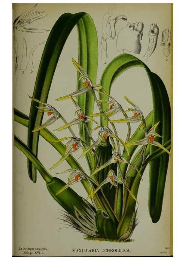 Reproducción/Reproduction 49132641837: Belgique horticole.. Liége.. 