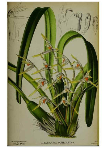 Reproducción/Reproduction 49132641837: Belgique horticole.. Liége.. 