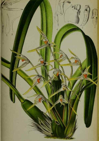 Reproducción/Reproduction 49132641837: Belgique horticole.. Liége.. 