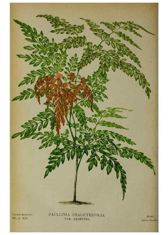 Reproducción/Reproduction 49131962063: Belgique horticole.. Liége.. 
