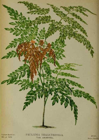 Reproducción/Reproduction 49131962063: Belgique horticole.. Liége.. 