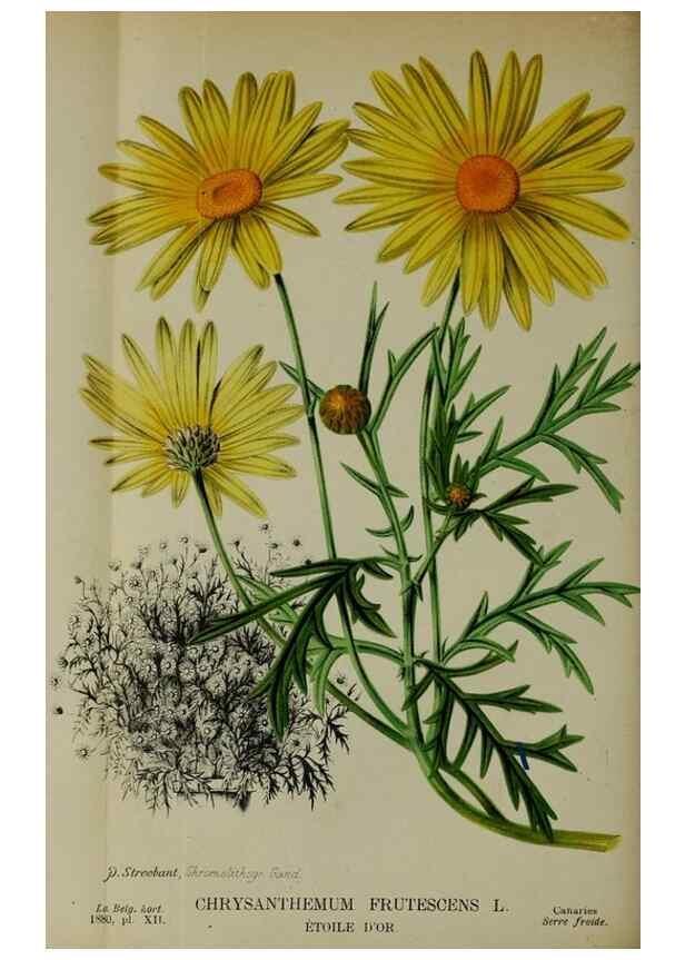 Reproducción/Reproduction 49132453286: Belgique horticole.. Liége.. 