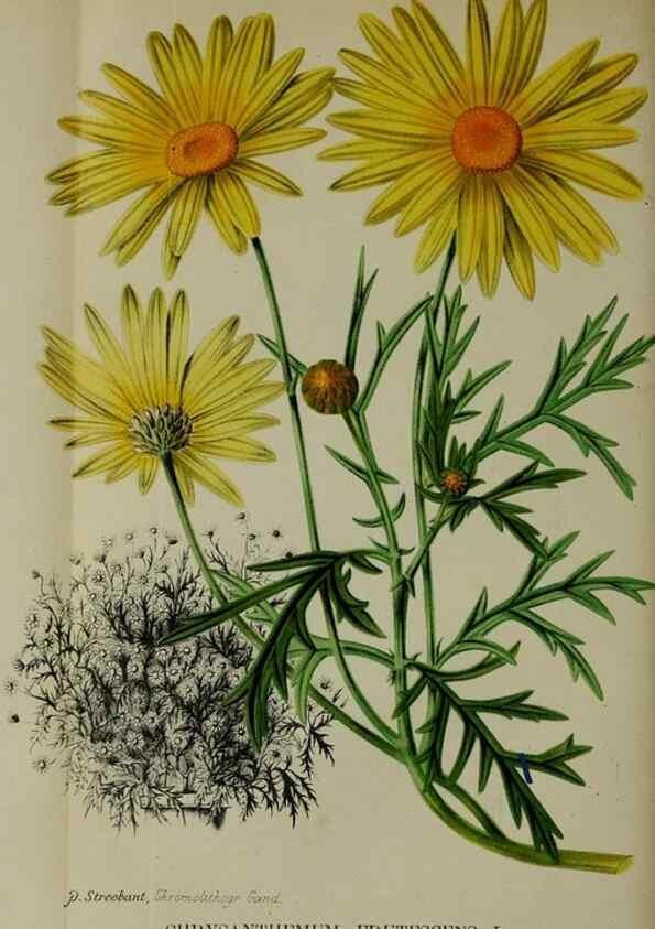 Reproducción/Reproduction 49132453286: Belgique horticole.. Liége.. 