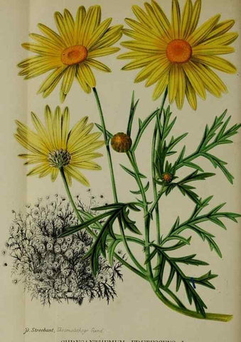 Reproducción/Reproduction 49132453286: Belgique horticole.. Liége.. 